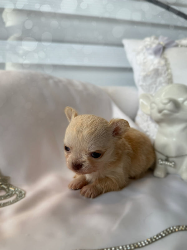 Chihuahua poils longs