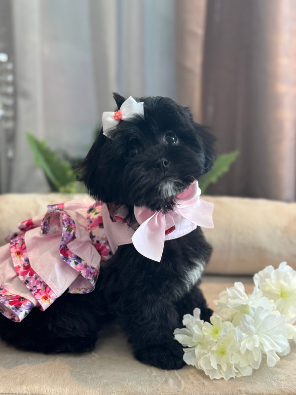 Maltese