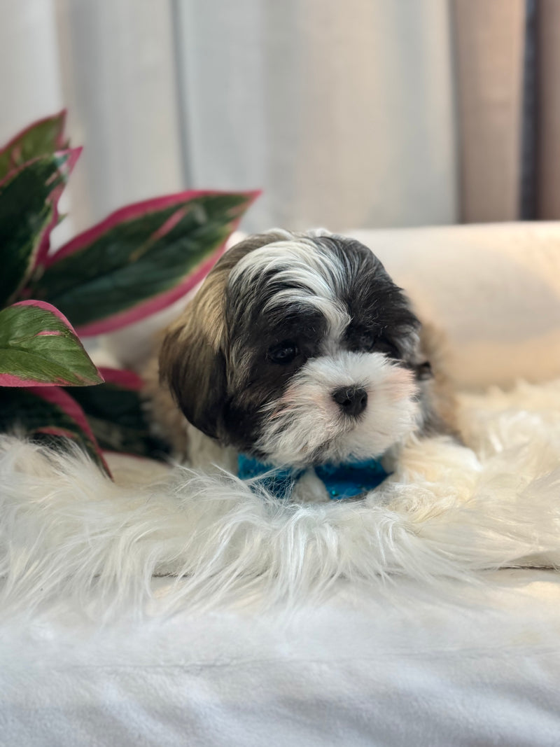 Shihtzu x Bichon