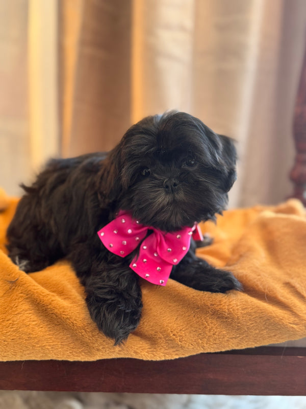 Shihtzu