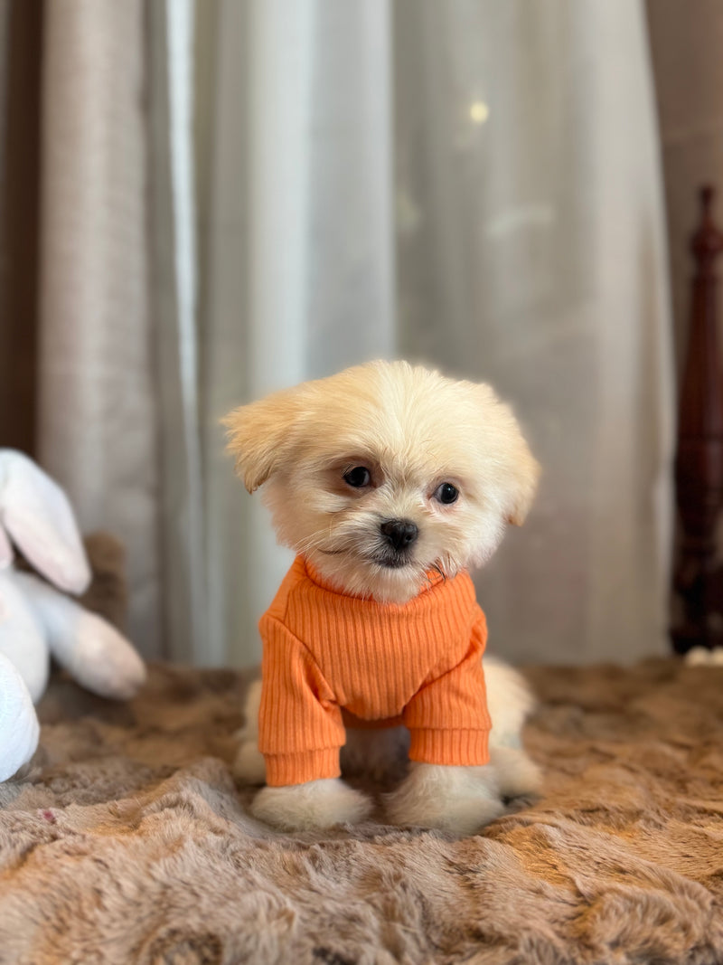 Shih tzu x Poméranien
