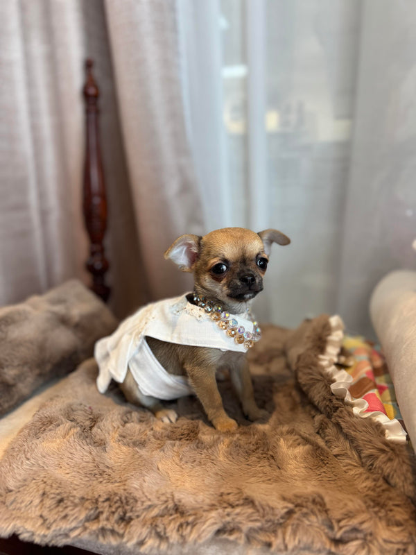 Chihuahua