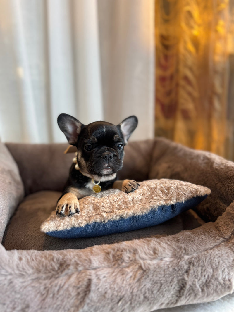 Bouledogue français