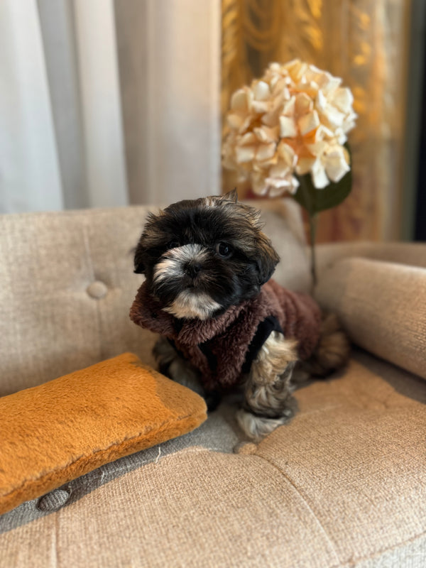 Shih Tzu