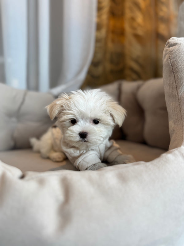 Bichon maltais