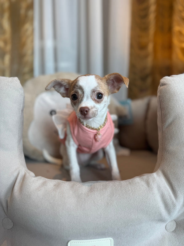 Chihuahua x pomeranien