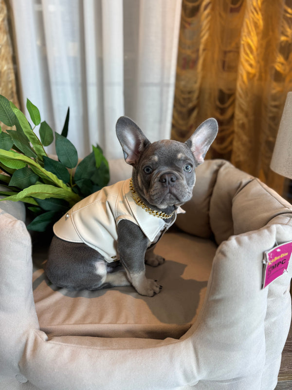 Bouledogue français