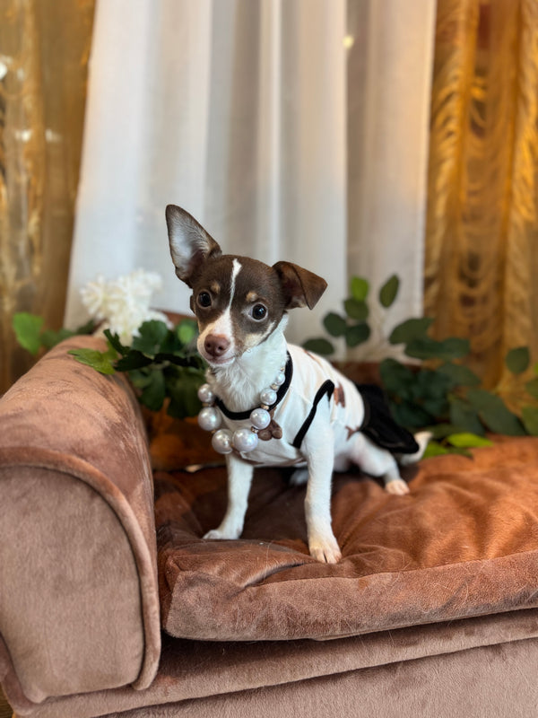 Poméranien x Chihuahua
