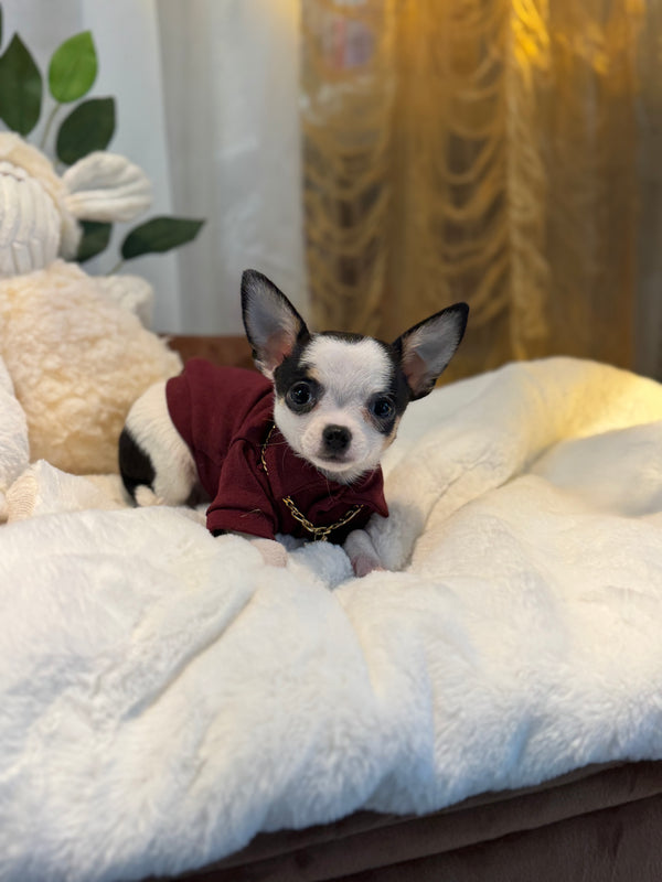 Chihuahua