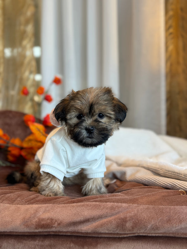 Yorkshire x Shih tzu