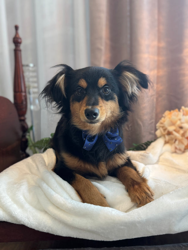 Pom x Chi