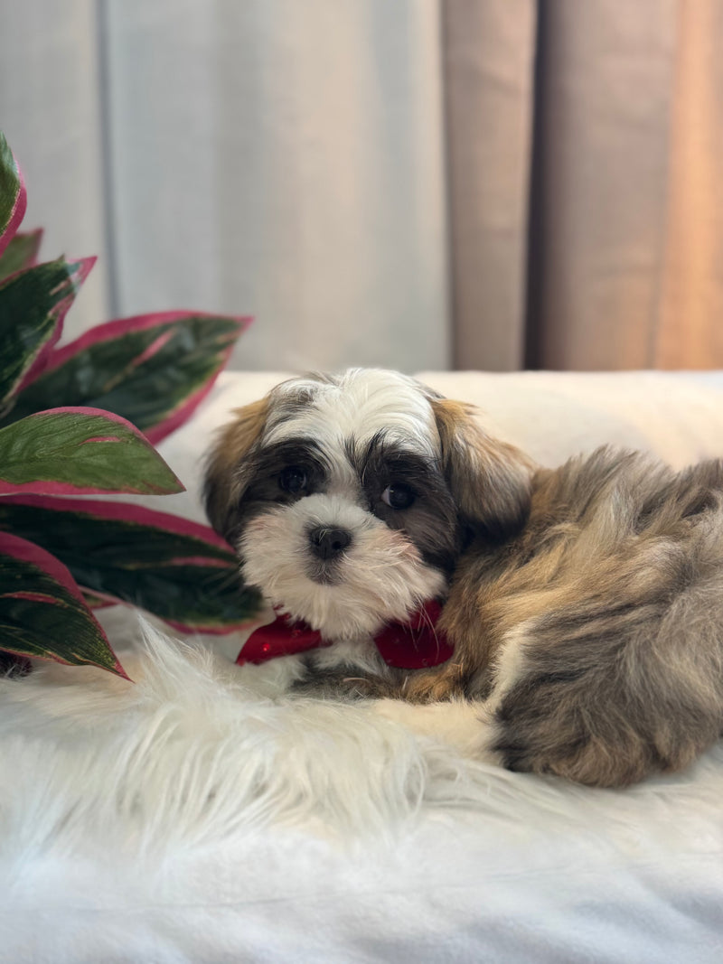 Shihtzu x Bichon