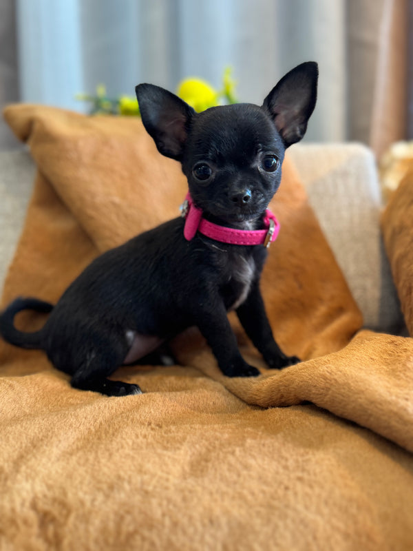 Chihuahua