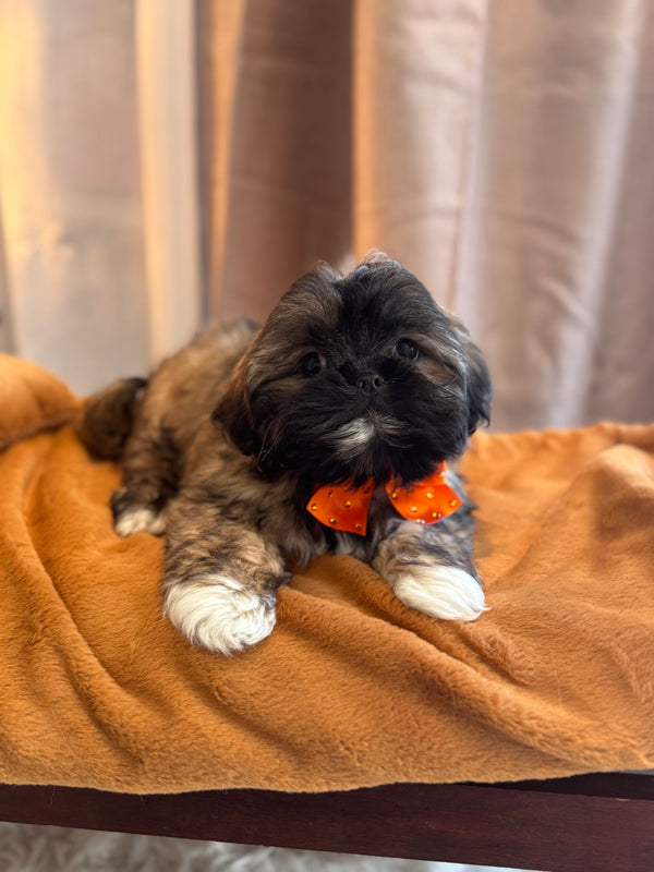 Shihtzu