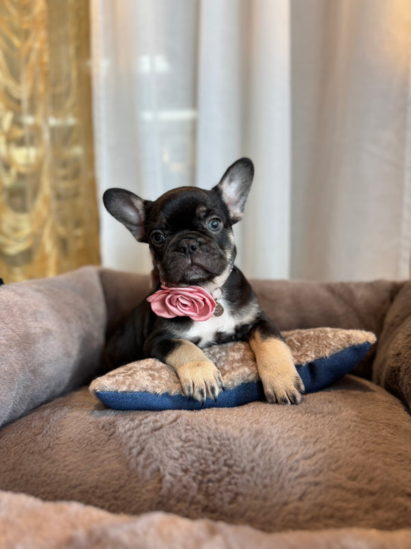 Bouledogue français