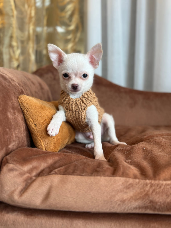 Chihuahua