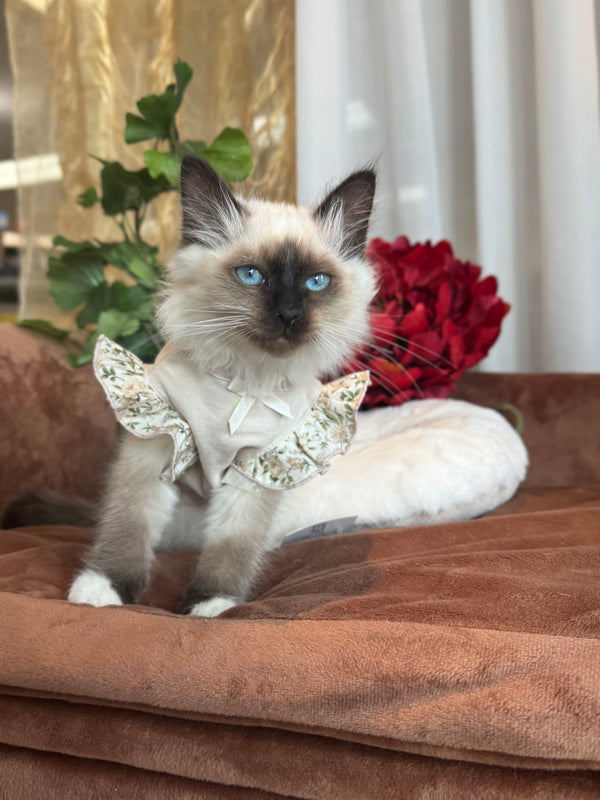 Birman