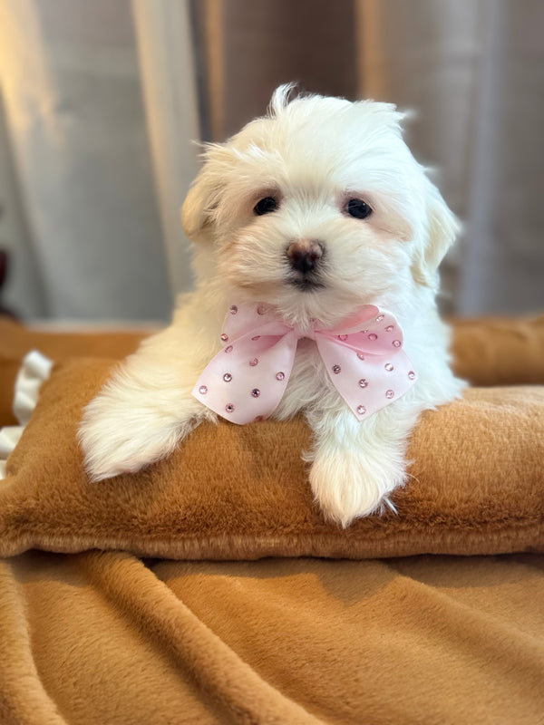Pomeranian
