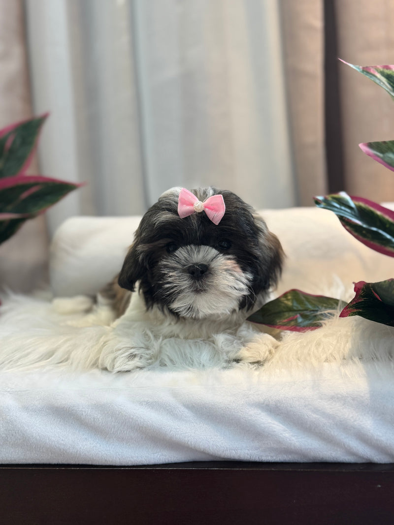 Shihtzu x Bichon