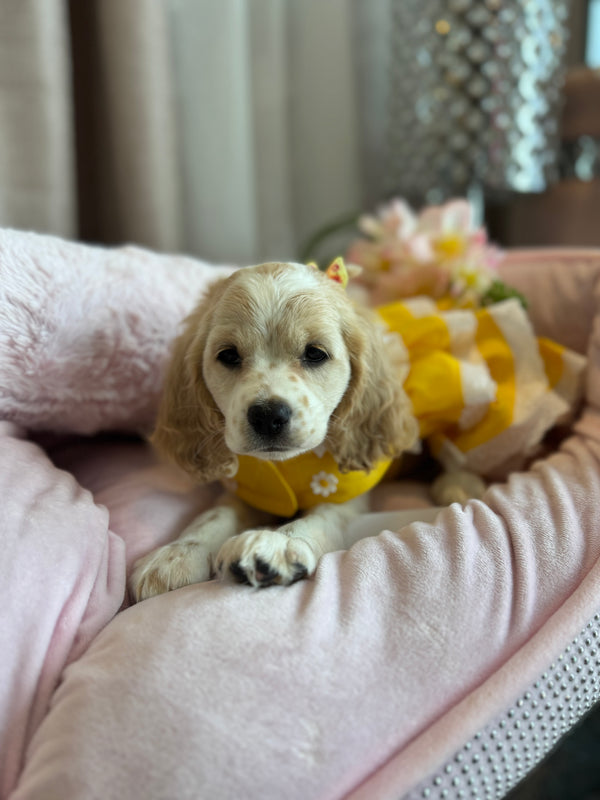 Cocker spaniel