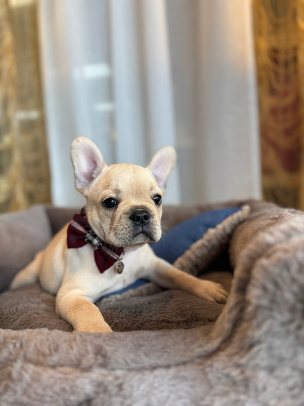 Bouledogue français