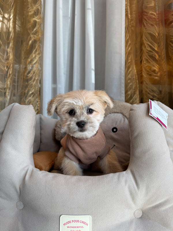 Shih tzu x Poméranien