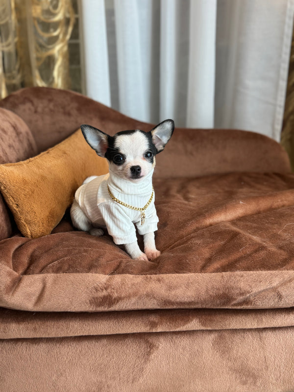 Chihuahua