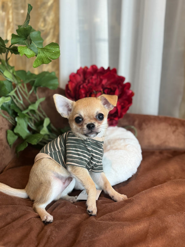 Chihuahua
