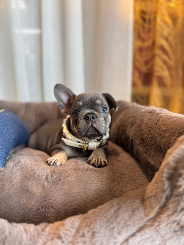 Bouledogue français