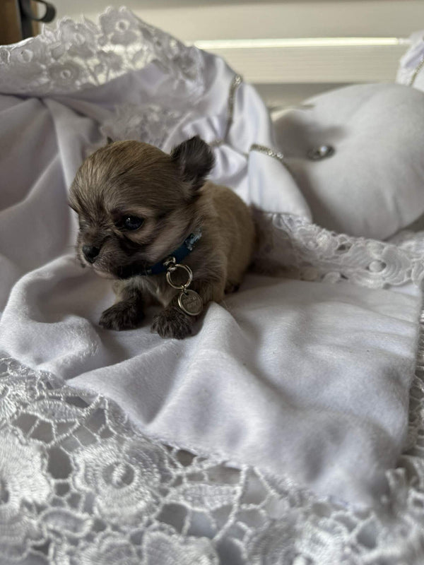 Maltese
